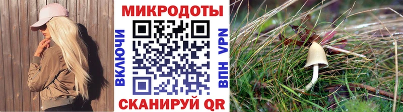 Псилоцибиновые грибы Psilocybe  Нарьян-Мар 
